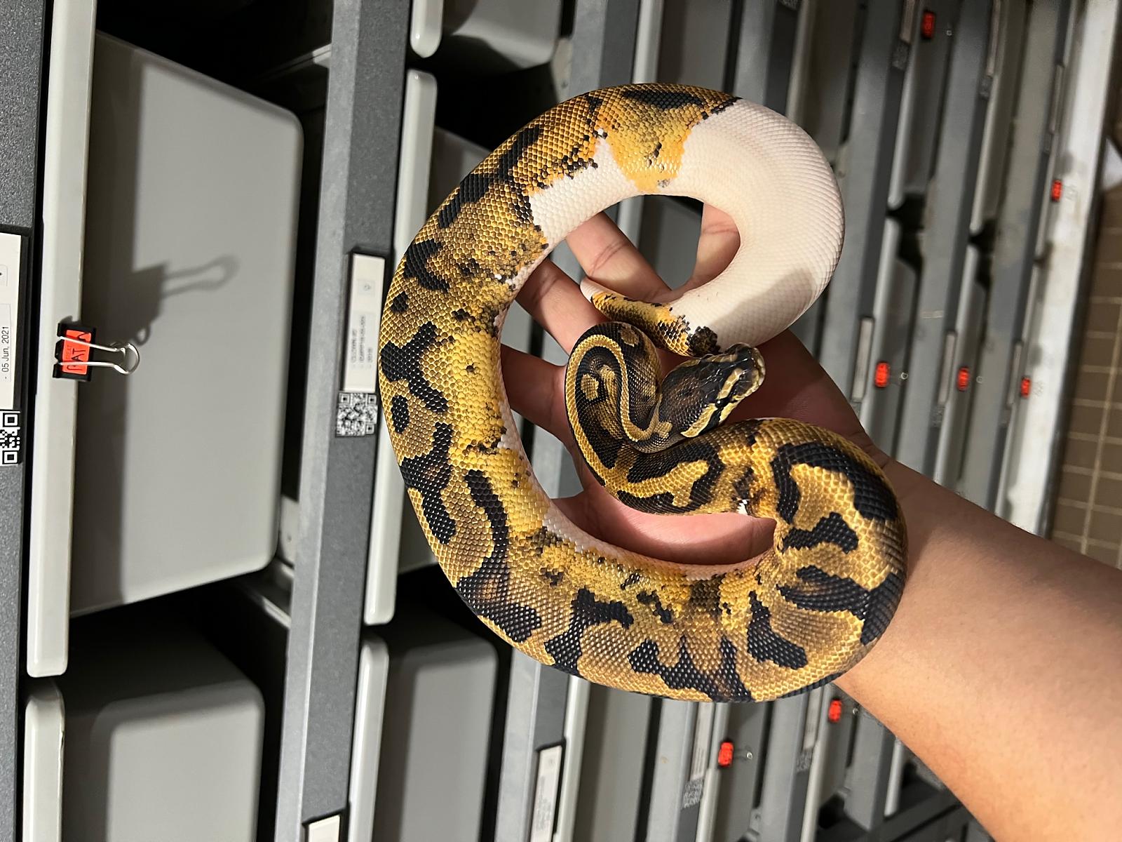 pied (enchi?)
