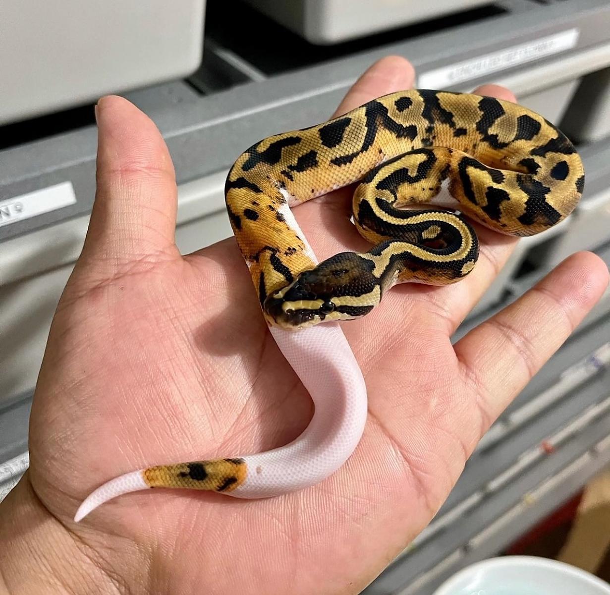 pied (enchi?)