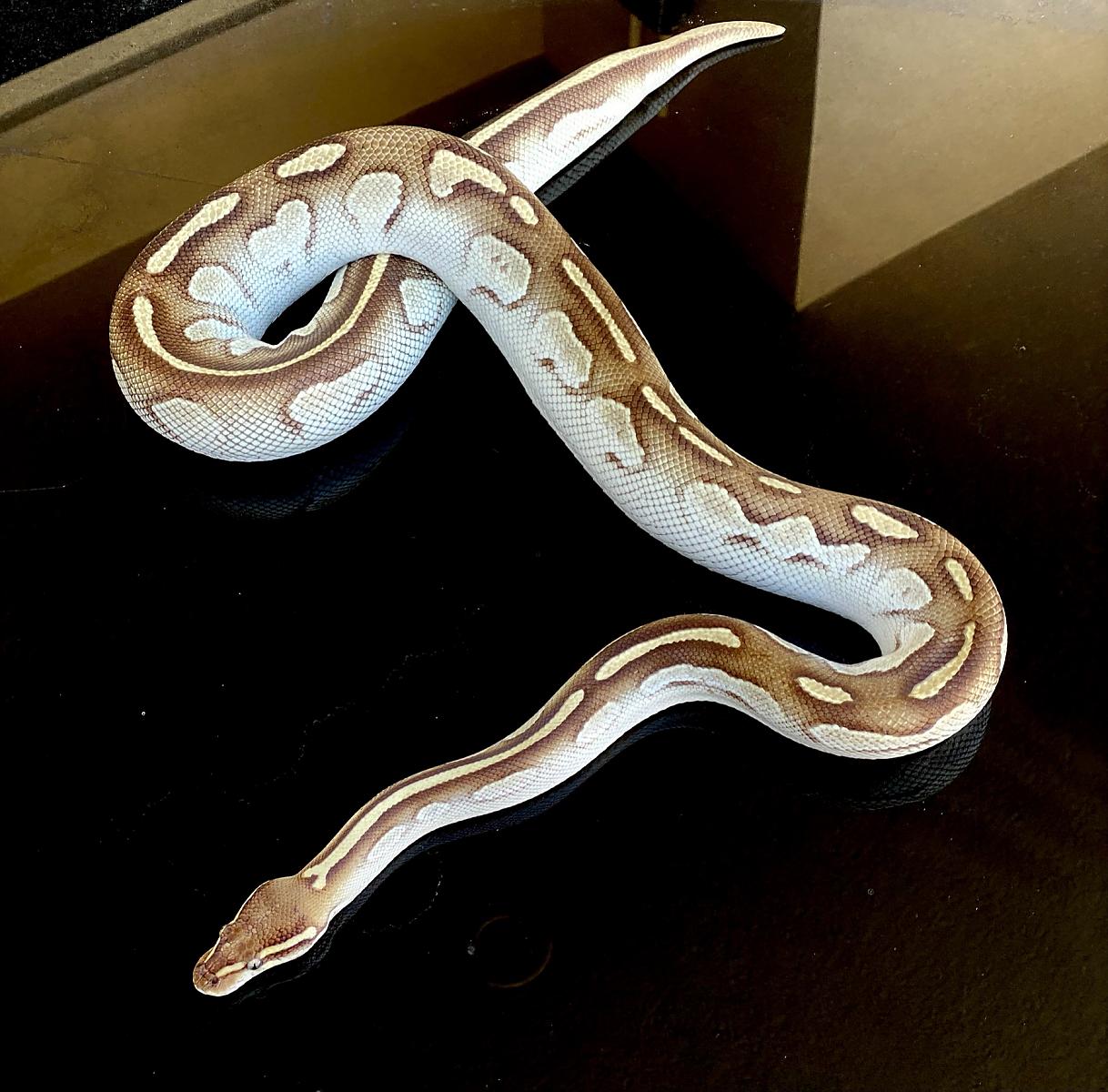 Black head lesser OD