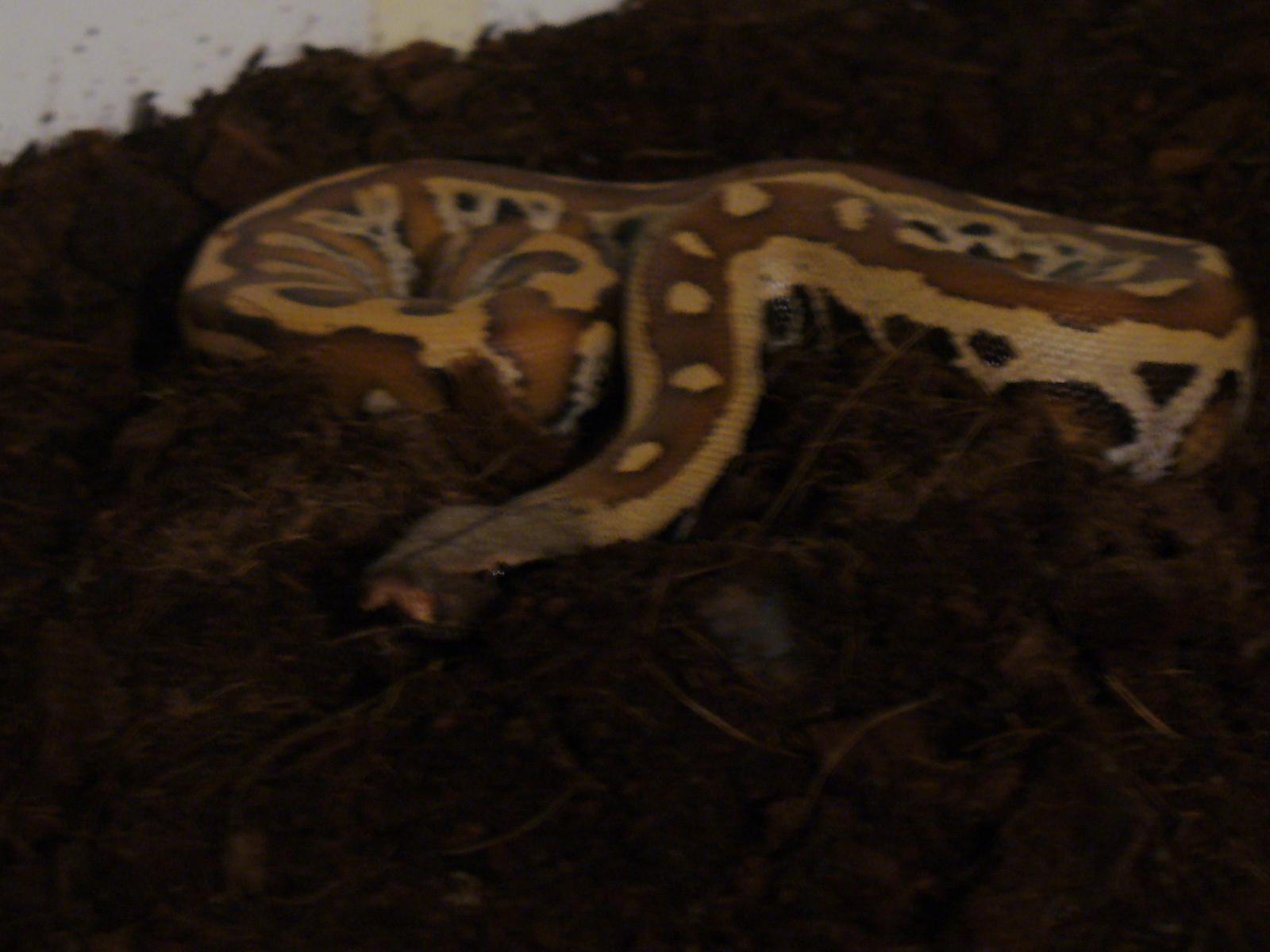 Blood Python