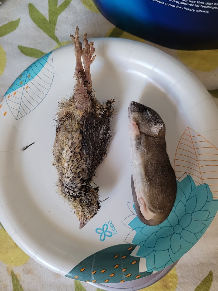 quail vs rat