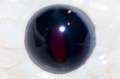 Black Eyed Lucy's Eye