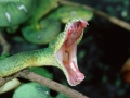 Emerald Tree Boa