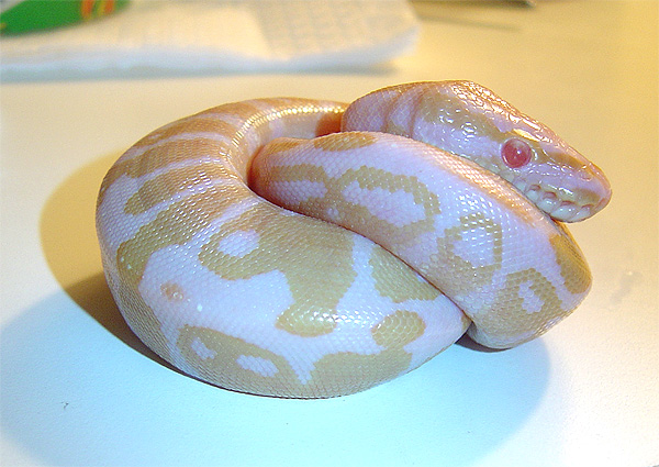 Albino2