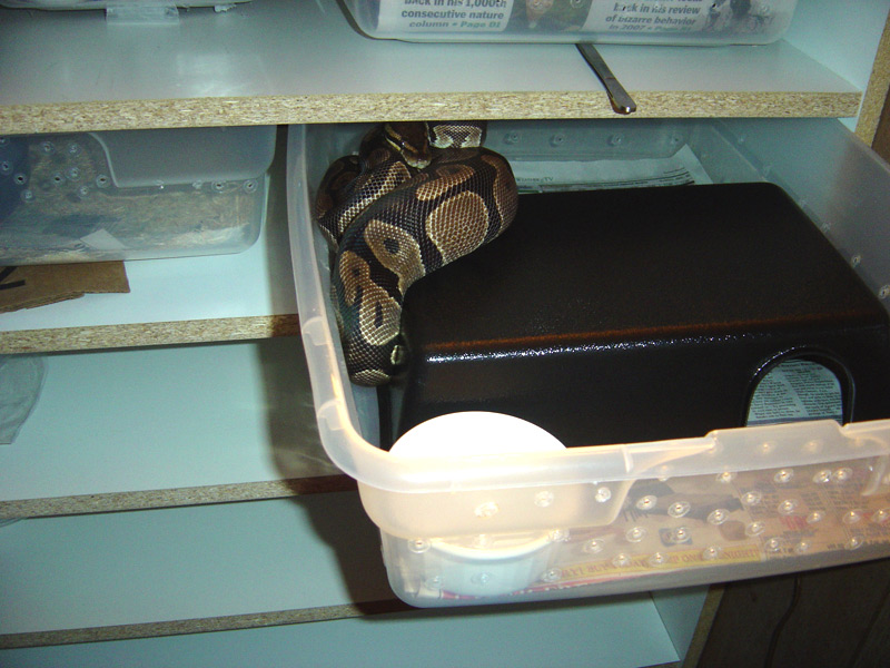 1545 Gram Girl