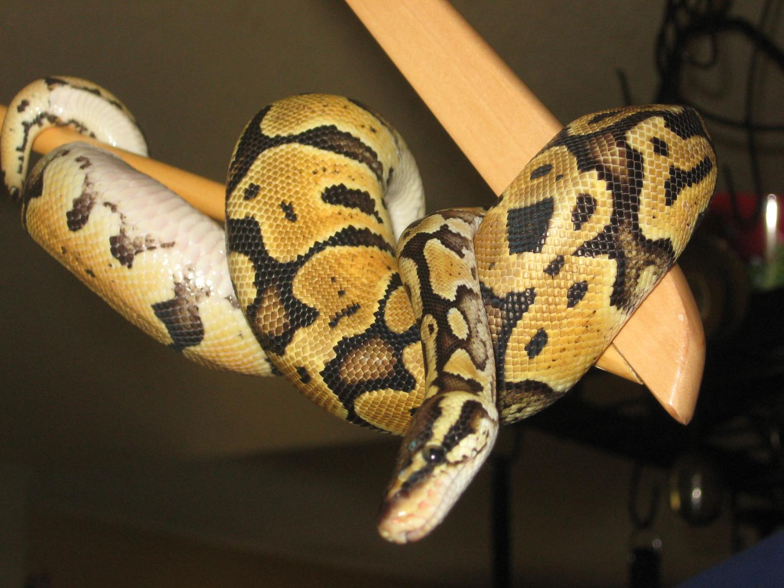 Kaa
