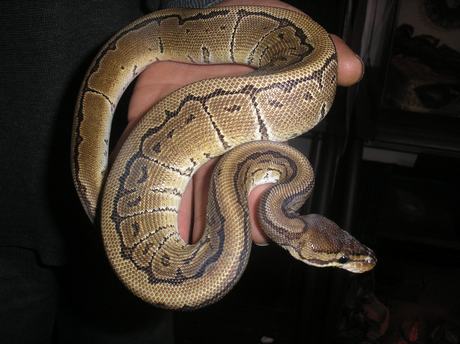 Loki!!
