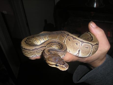 Loki