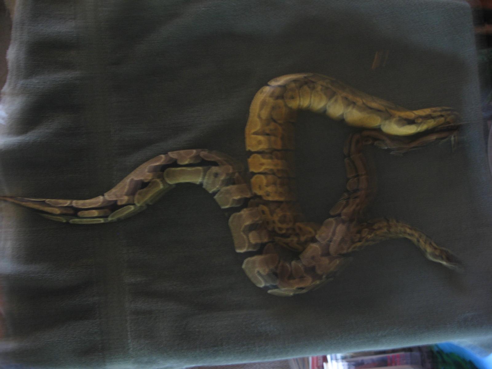 Snakes 002