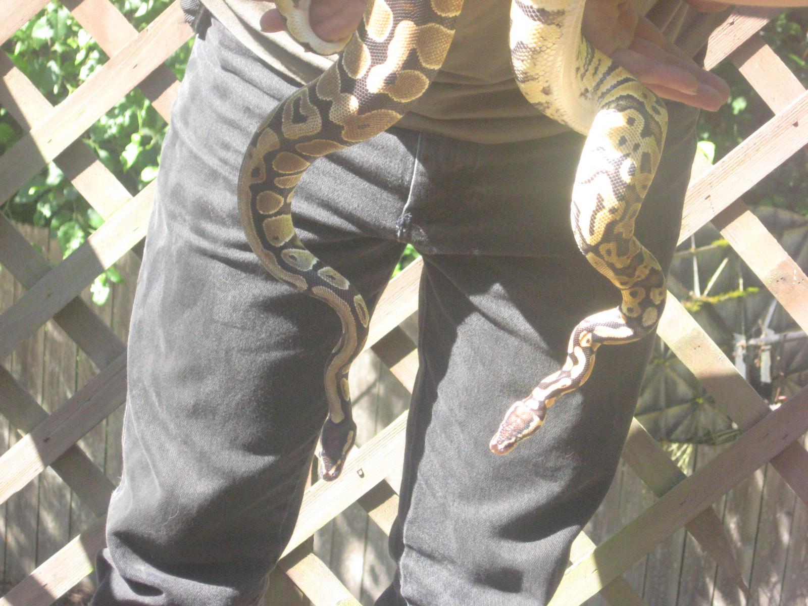 Snakes 010