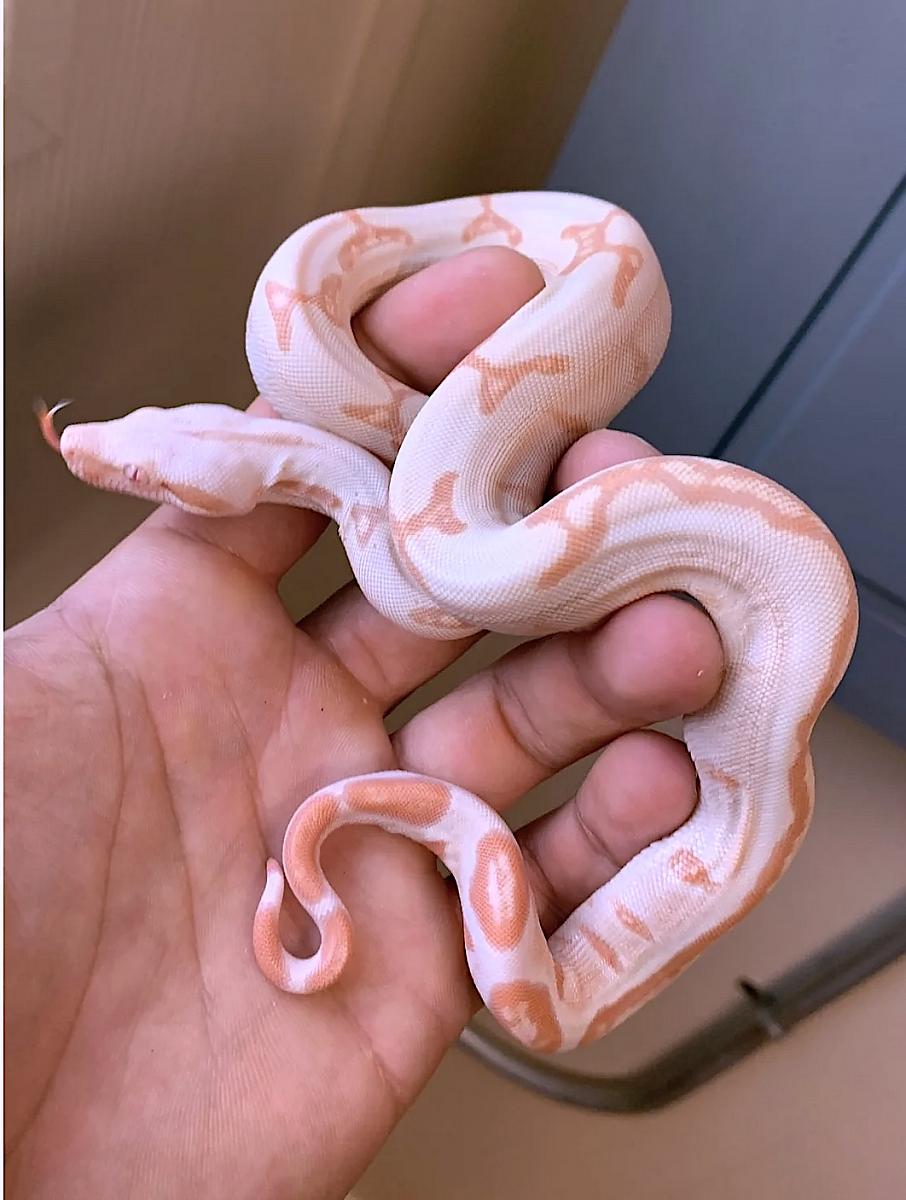 Pastel Dream Sunglow