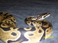 Snake 025