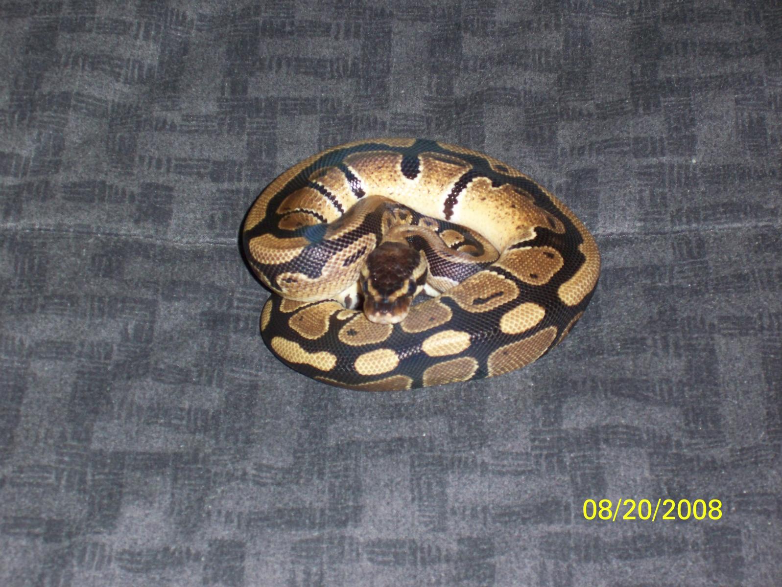 Snake 026