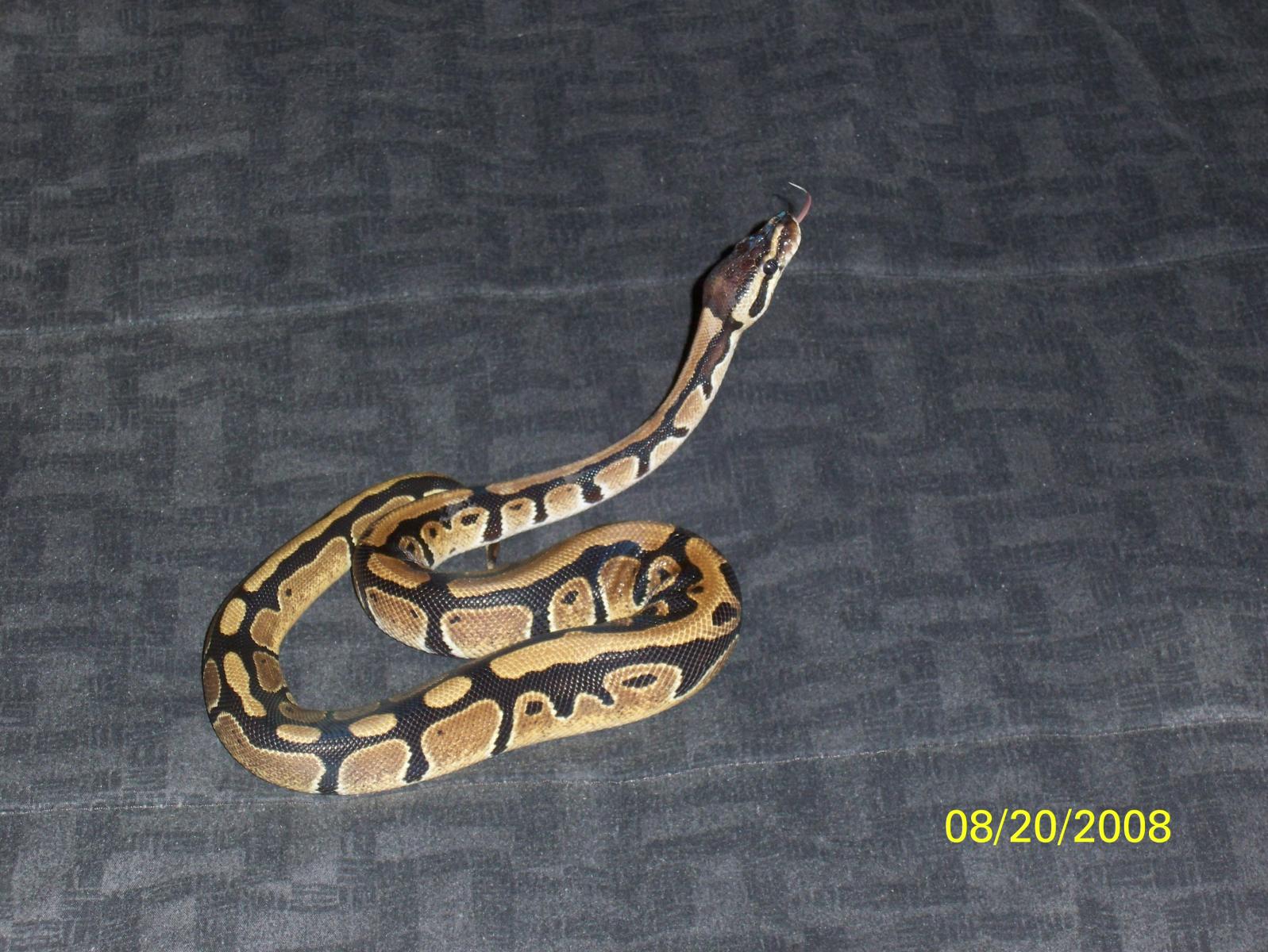 Snake 028