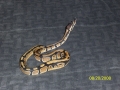 Snake 028