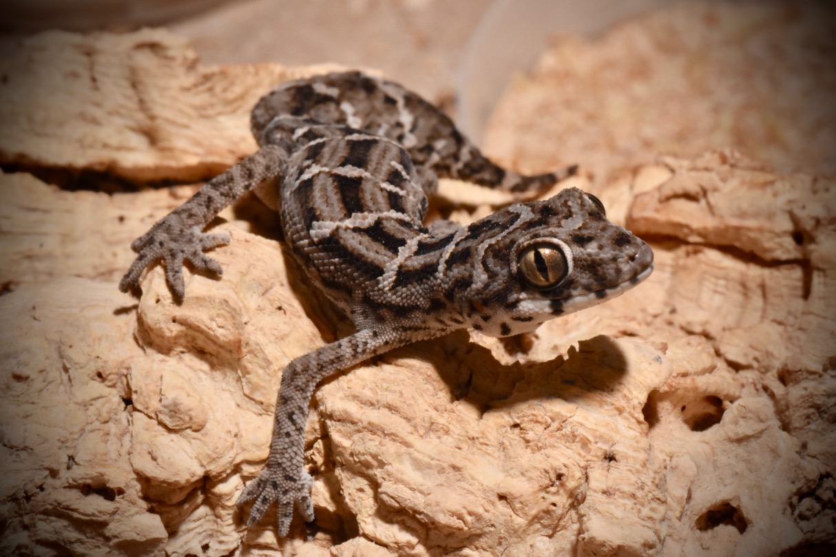 viper gecko