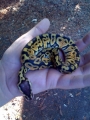 Pastel Ball Python