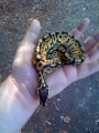 Pastel Ball Python