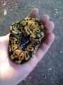 Pastel Ball Python