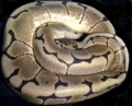 My Spider Ball Python Name:sephiroth