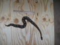 Snake Measurer Pic