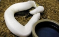 Pythons For Sale