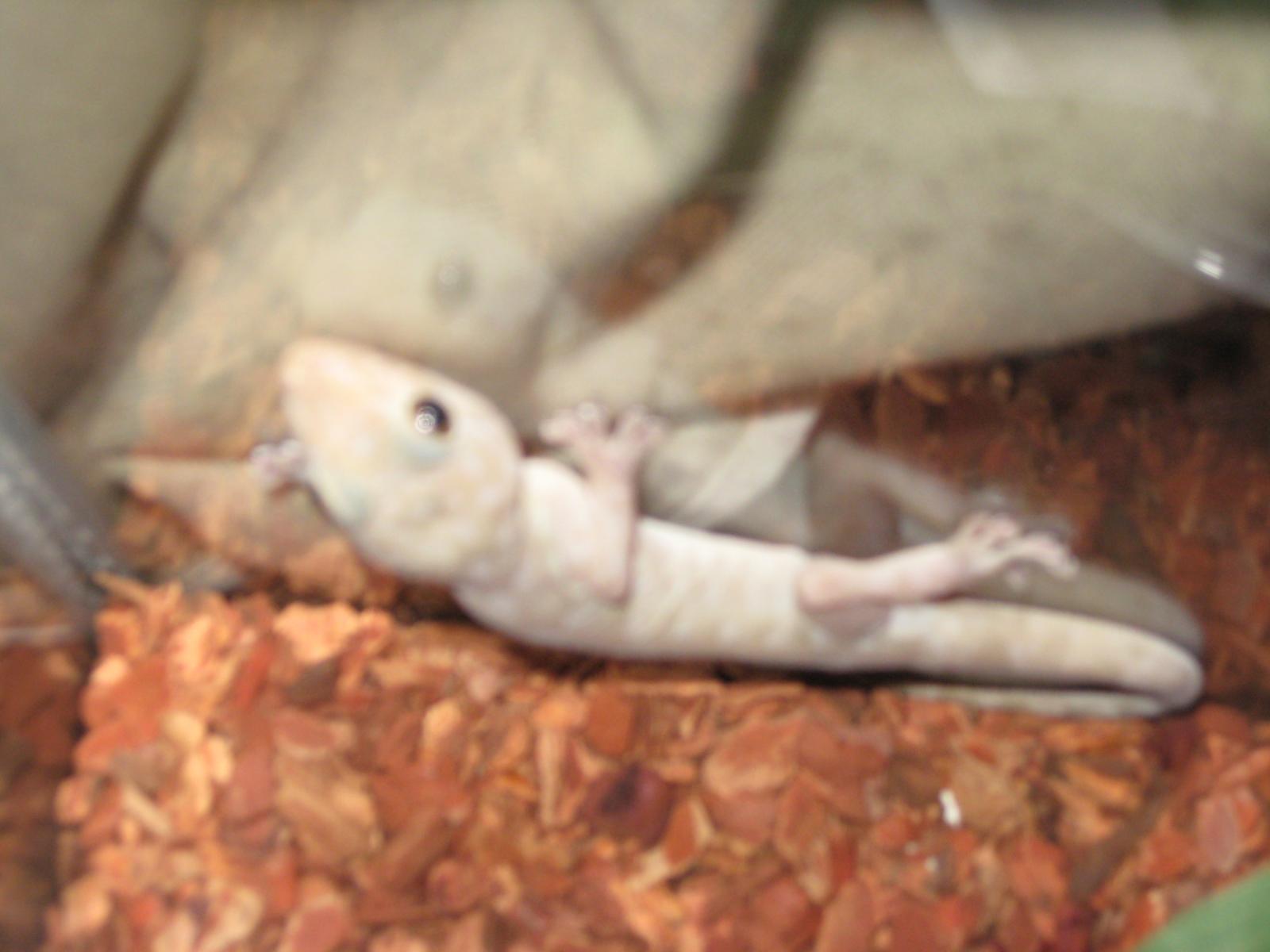 Unknown Geckos