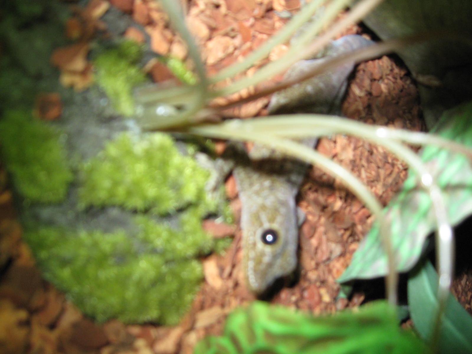 Unknown Geckos
