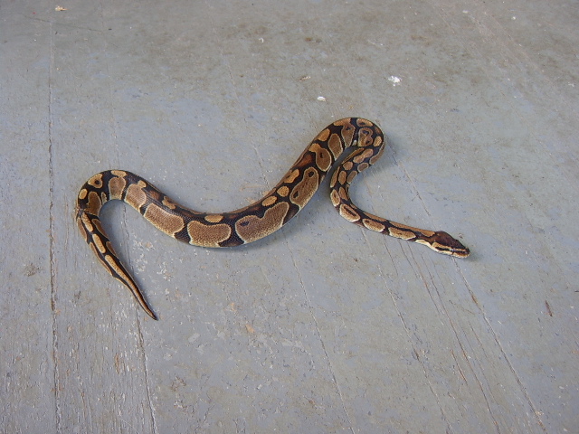 Omg Theres A Snake On My Porch!
