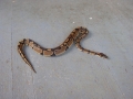 Omg Theres A Snake On My Porch!