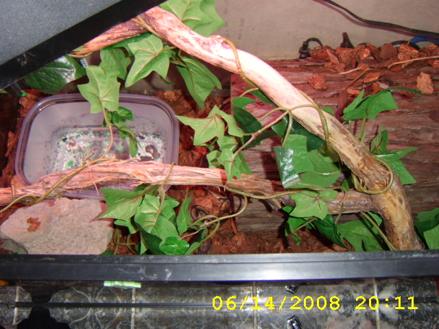 Python House
