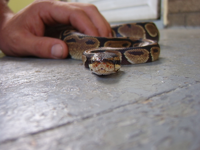 Omg Theres A Snake On My Porch!