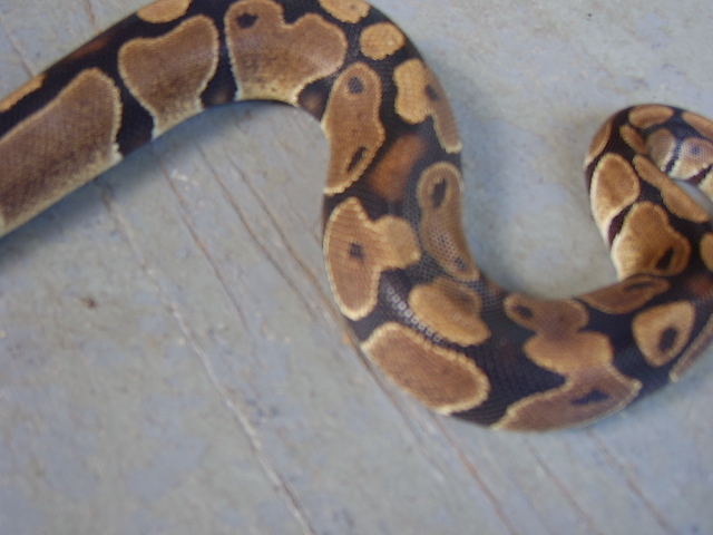 Omg Theres A Snake On My Porch!