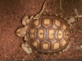 Rupert The Tortoise
