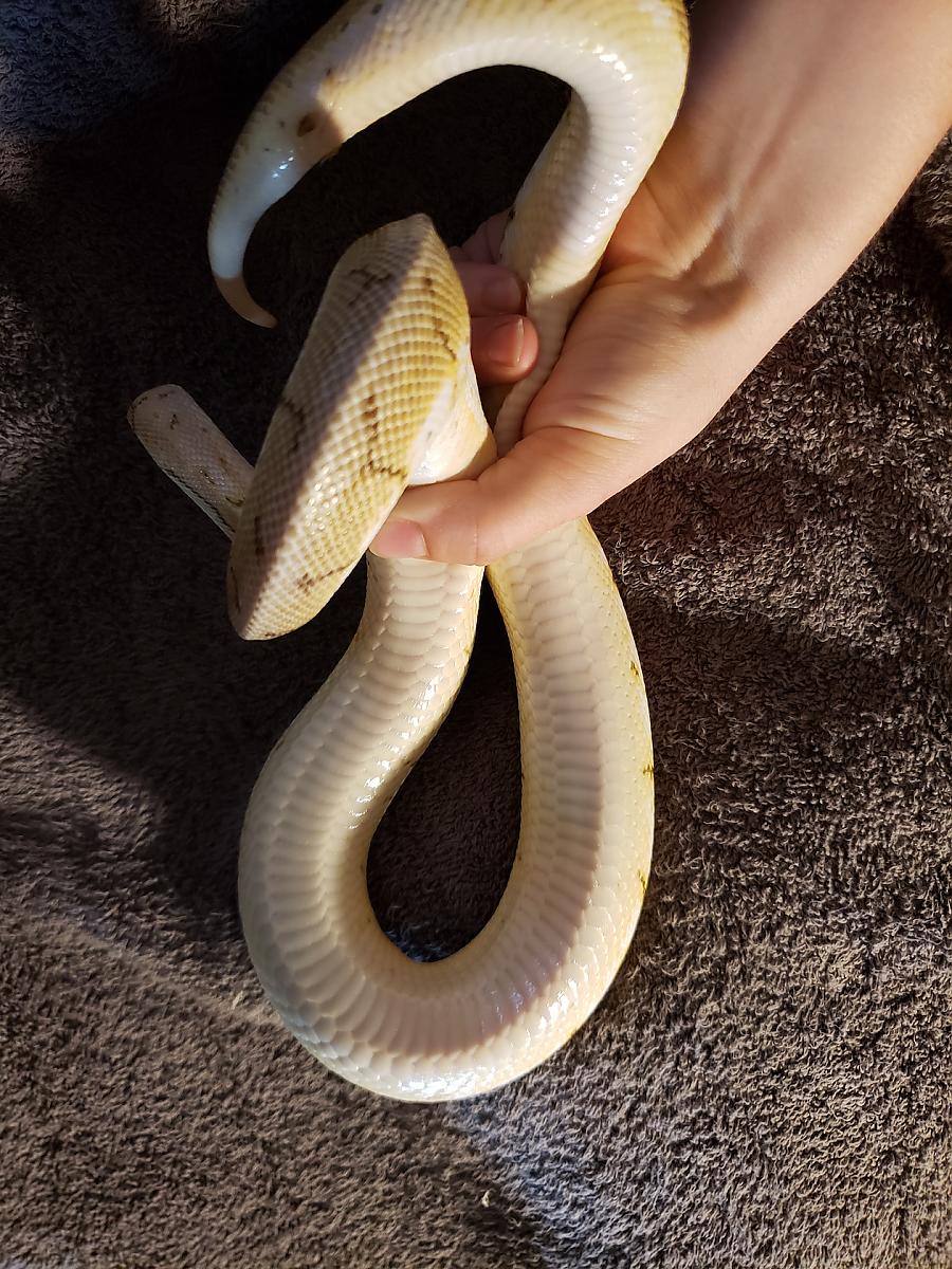 Rescue BP belly