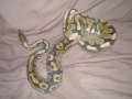 First Snake
