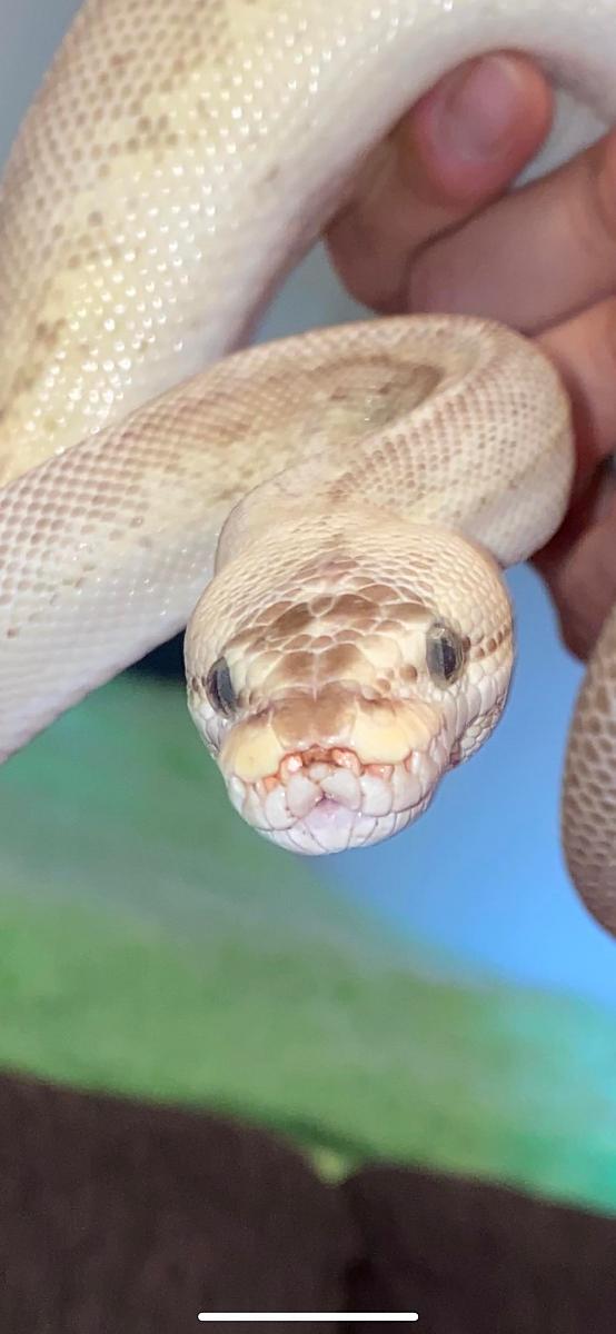 Ball python mouth nose issues
