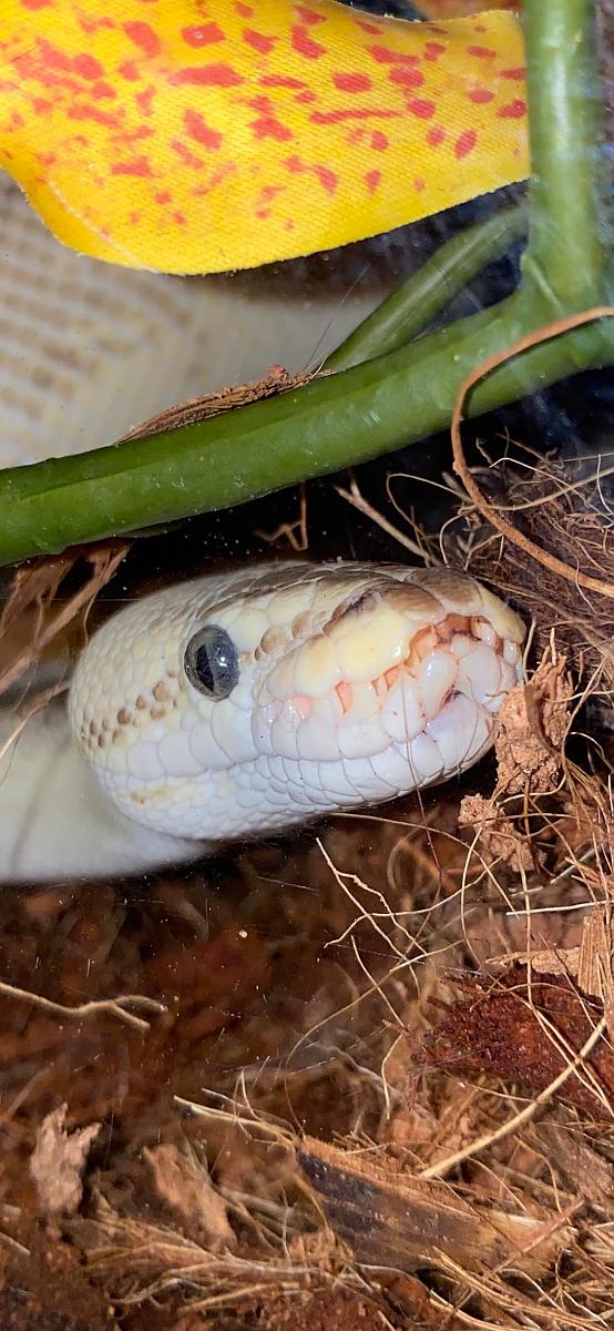 Ball python mouth nose issues