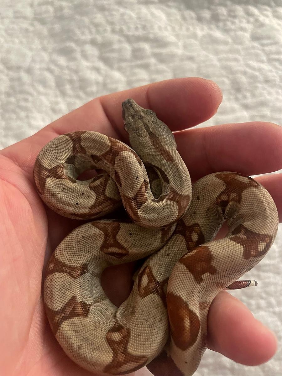 Lil guy