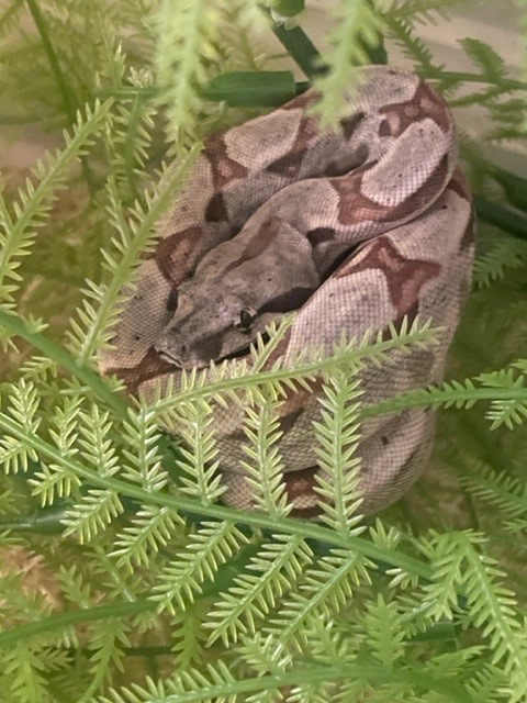 Sleepin in the vines