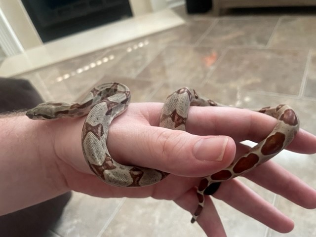 Pretty boy