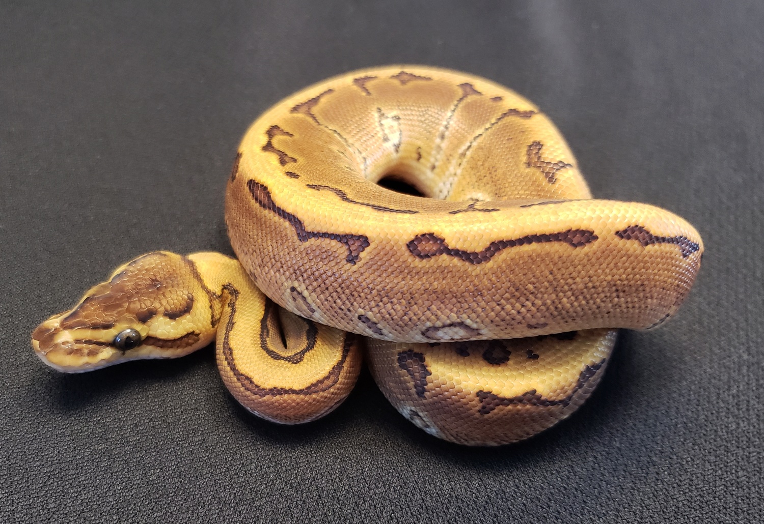 female enchi pinstripe het pied