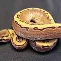 female enchi pinstripe het pied