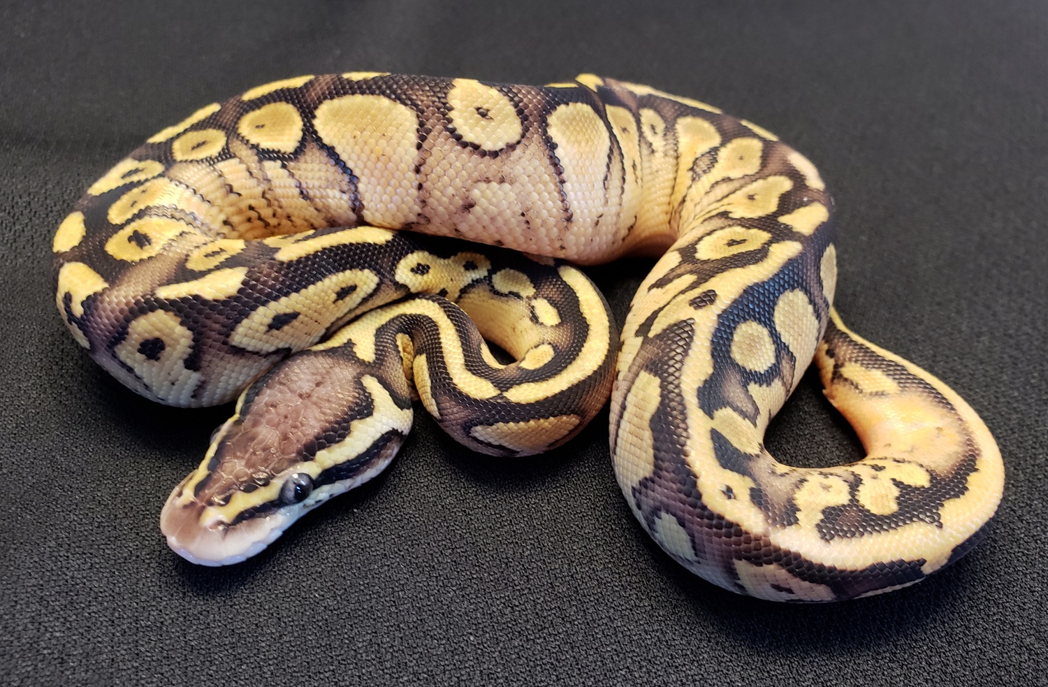 female pastel special het pied