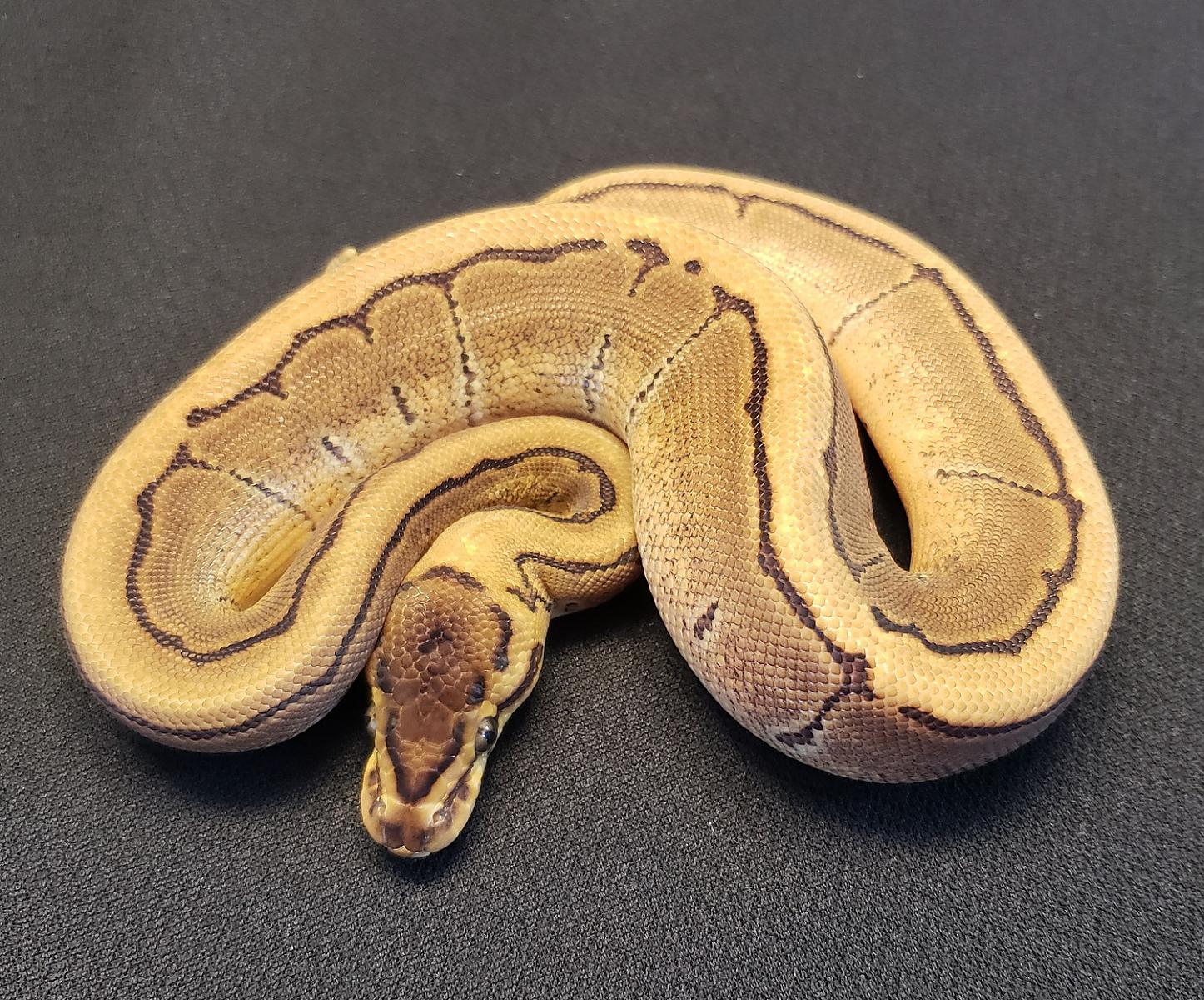 female pinstripe het pied