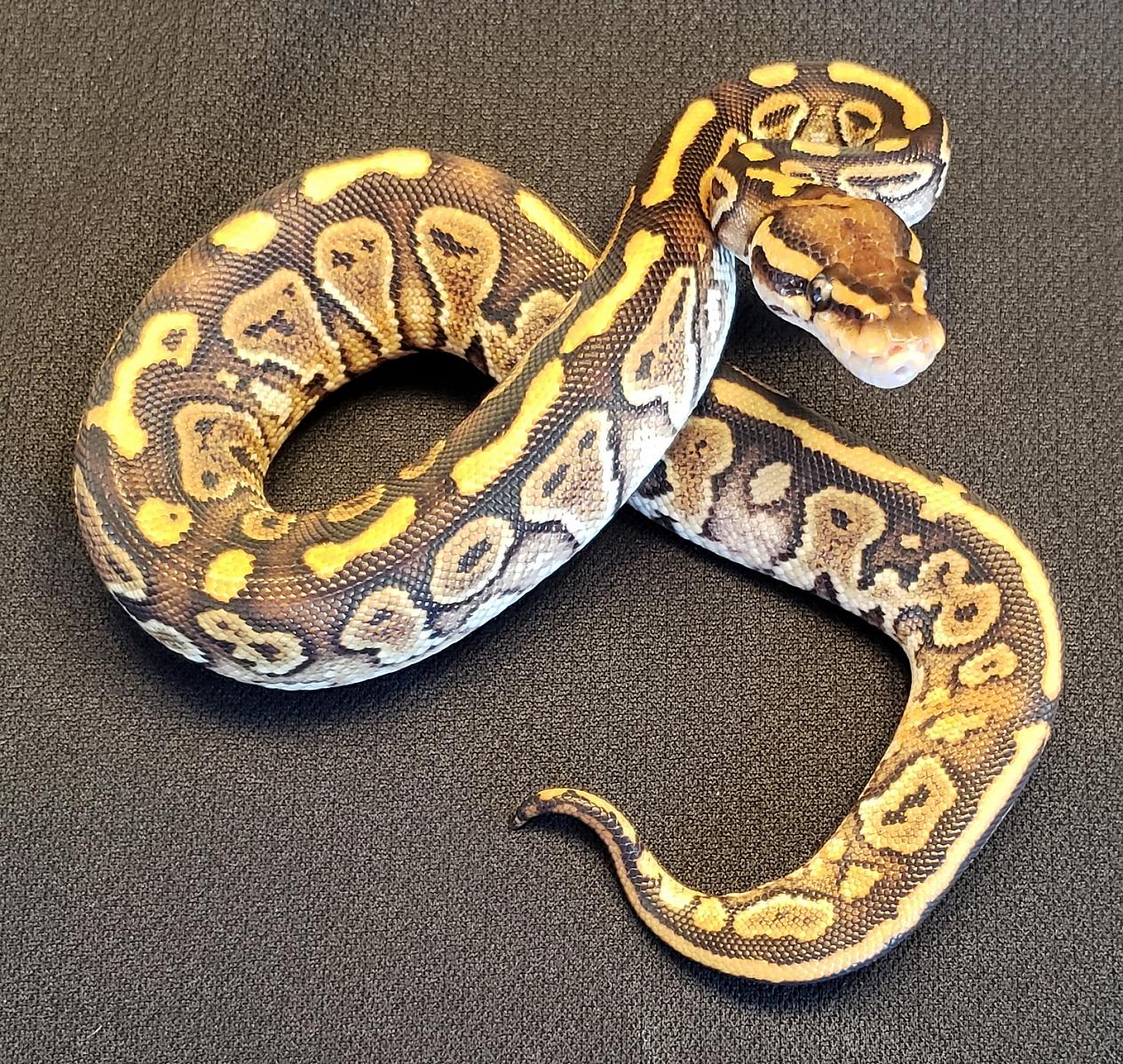 female special het pied