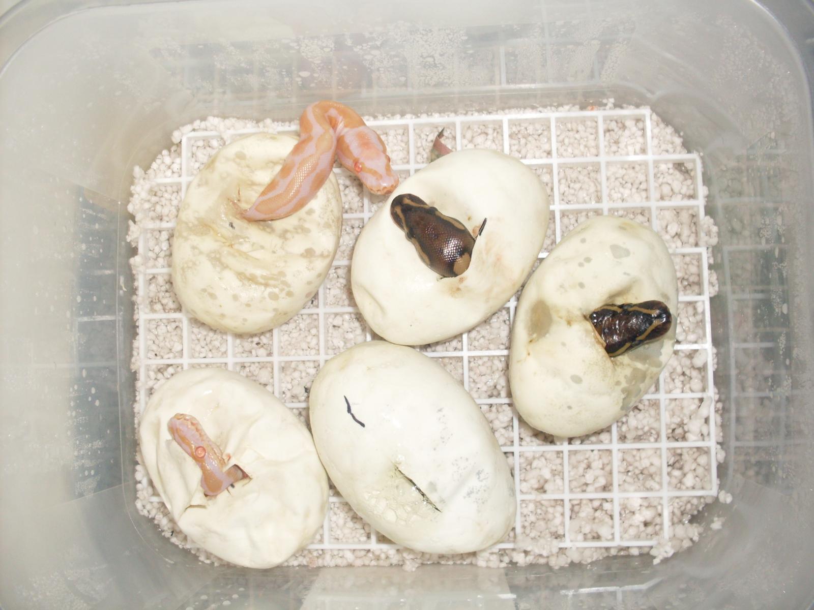 Het X Het Albino Eggs Hatching
