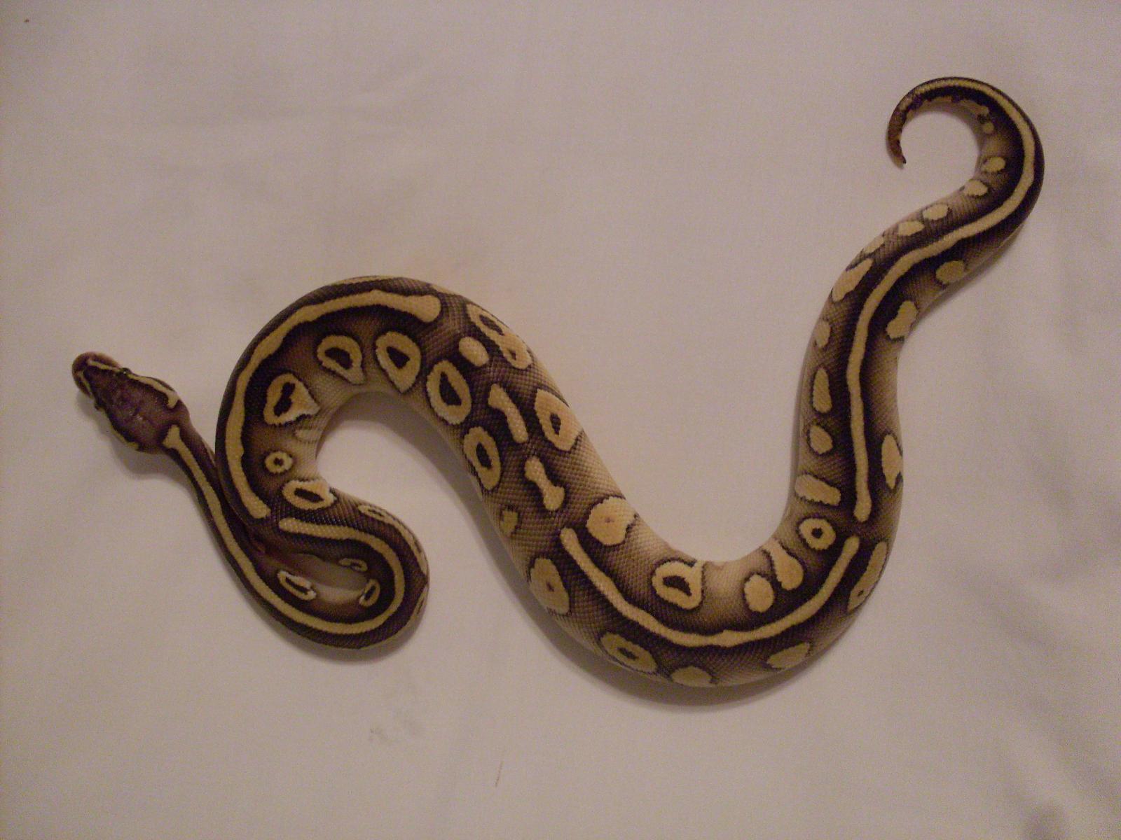 Pastel Lesser het Piebald - no flash