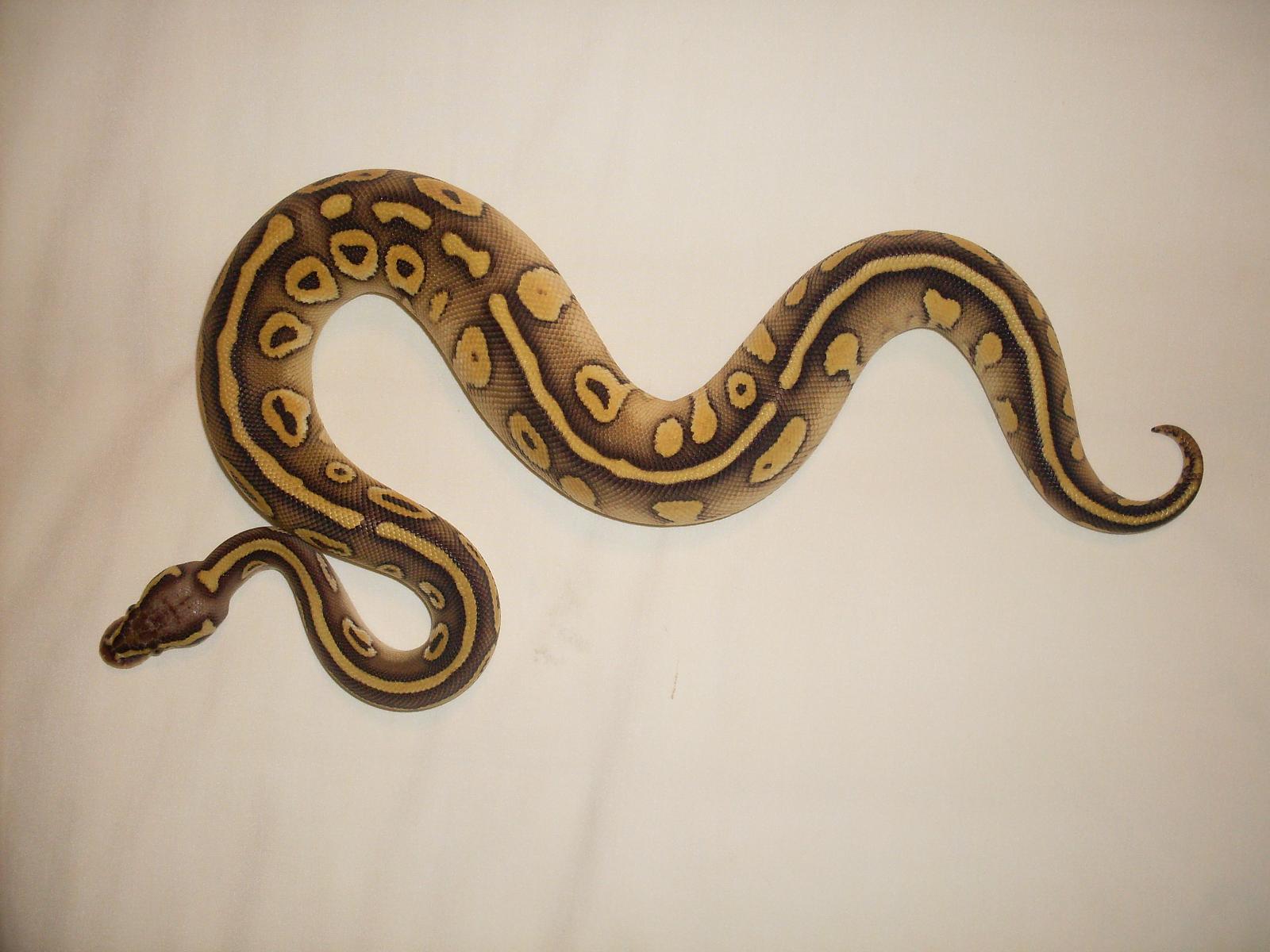 Pastel Lesser het Piebald - flash