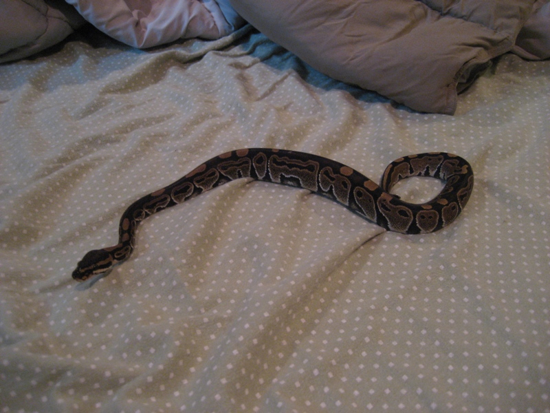 Snake